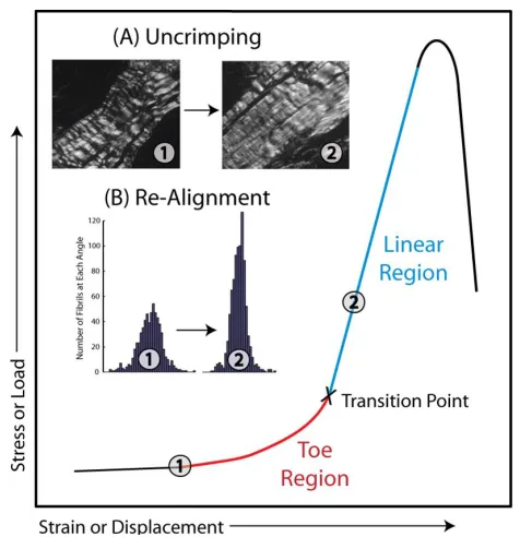 Figure 1-2. Typical stress-strain curve of tendon shows an elongated low stiffness toe region load within the toe region, (A) the uncrimping and (B) re-alignment of collagen fibers, represented transitioning to a high stiffness linear region