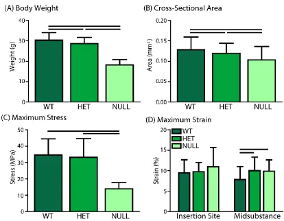 Figure 3-5. (A) Body weight, (B) Tendon cross-sectional area, (C) Maximum stress, and (D) Maximum strain