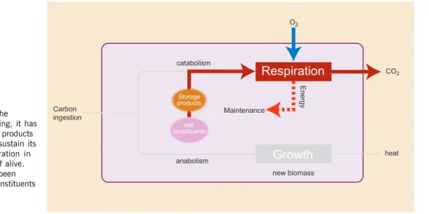 Figure 8 When the bacterium is starving, it has to rely on storage products for the carbon to sustain its endogenous respiration in order to keep itself alive.