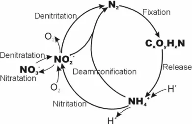 Figure 1. Nitrogen cycle presenting deammonification as a metabolic short-cut of N-conversion 