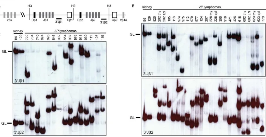Figure 2. relative locations of representative upstream Vβs, the two Dβ-Jβ-Cβ clusters, and the Vβ14 segment