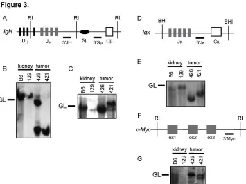 Figure 3. clonal B lineage lymphomas. ( Mice with conditional inactivation of Tp53 initiating in HSCs also develop A) Schematic of the mouse IgH locus showing relative locations of representative DH segments, the four JH segments, the Sμ region, and the fi