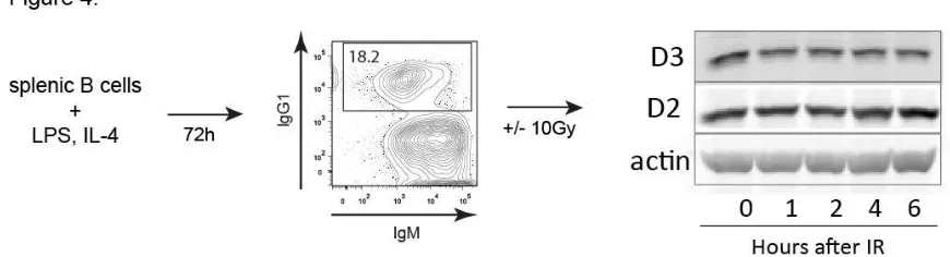Figure 4: Mature B cells undergoing CSR in vitro do not downregulate D3 upon IR treatment