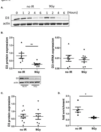 Figure 5: Thymocytes from irradiated mice show reduced D3 protein but not mRNA. (A) Thymocytes were isolated from EμBcl2 mice, treated with 9Gy IR or mock IR, then cultured in complete medium for up to 6 hours