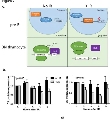 Figure 6: Thymocyte-specific deletion of HuR impairs DN to DP development and reduces D3 expression.DN2: CD25+ CD117+, DN3: CD25- CD117+, DN4: CD25- CD117- (C) Previously gated on live splenocytes