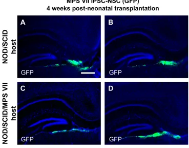 Figure 3.2 Host Genotype does not Affect Neonatal Engraftment.                           