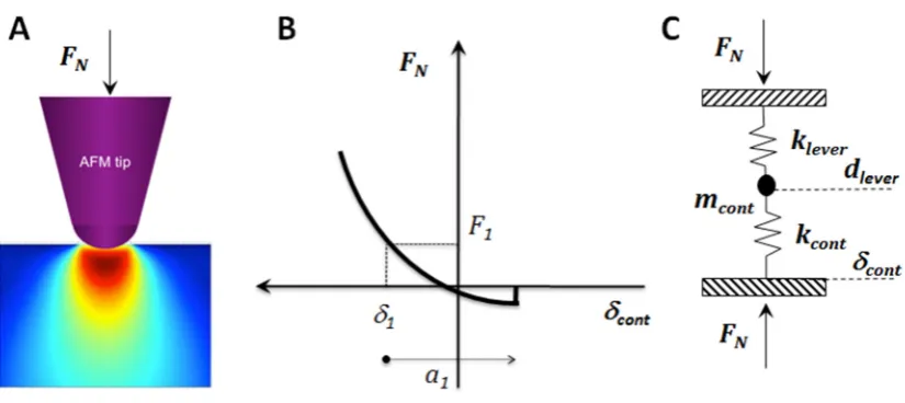 Figure 1: Schematic drawings of: (A) the strain field induced by a tip in contact with a 