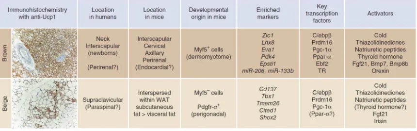 Figure 1.  Differences between Brown and Beige Adipocytes 