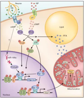 Figure 4.  Catecholamine and Natriuretic induction of Thermogenesis