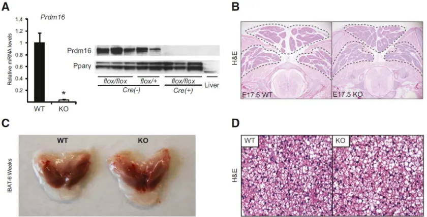 Figure 1: Prdm16 is dispensable for embryonic BAT development 