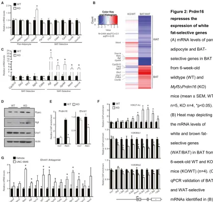 Figure 2: Prdm16 