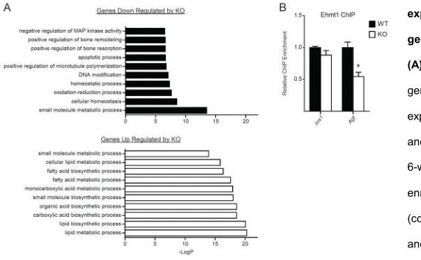 Figure S2. Prdm16 deficient iBAT 