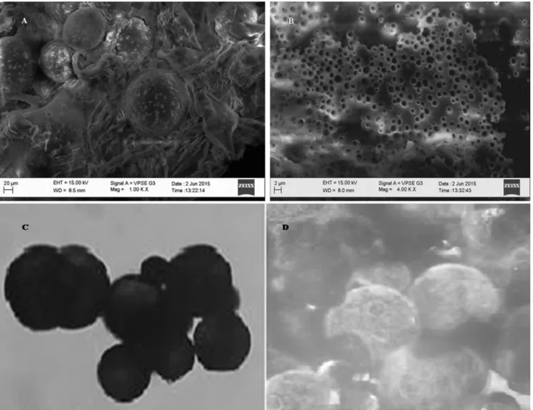 Fig. 3 – (A, B) SEM and (C, D) PPL microscopic images of microsponges.