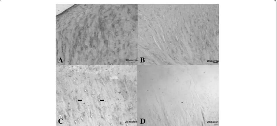 Figure 7 Histological sections following immunohistochemistry to detect type VI collagen