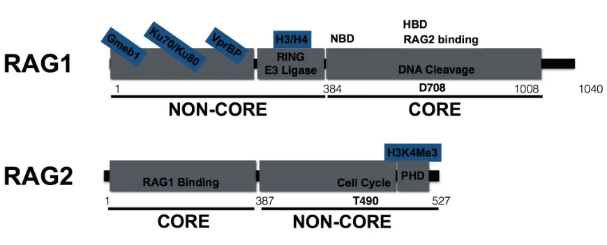 Figure 1.2  