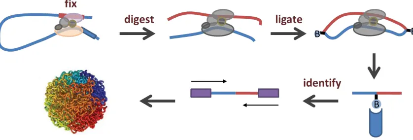 Figure 1-2. A schematic of the Hi-C protocol that can be used to detect the 3D structure of chromosome 