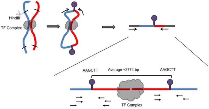 Figure 2-2. Identification of potential enhancer elements by our novel analysis pipeline requires an extension 