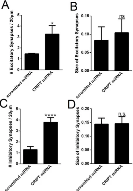 Figure 2.5.  CRIPT knockdown increases the number of excitatory and inhibitory 