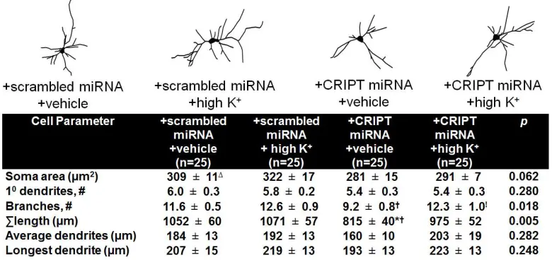 Figure 2.6.  CRIPT’s function in dendritic growth is independent from synaptic 