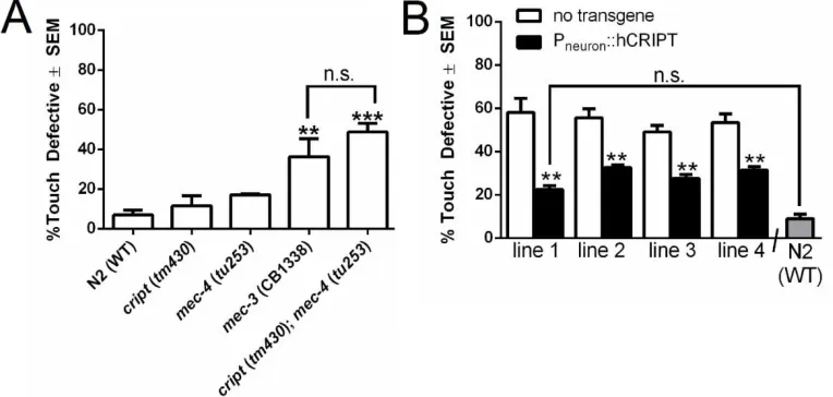 Figure 2.8.  Loss of cript results in a mechanosensory defect in vivo in young 