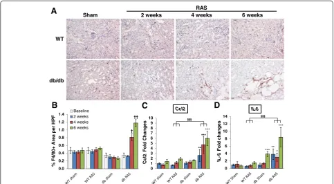 Figure 3 The contralateral kidneys of db RAS but not WT RAS mice develop progressive inflammation