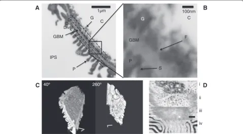 Figure 6 FIB-SEM micrographs of a glomerular capillary wall. Adashed lines in(Additional file 12: Movie S6A)