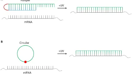 Figure 1-6. Cartoon representation of A) caged antisense hairpin and B) circular antisense 