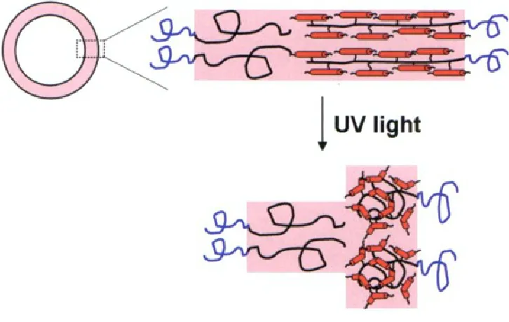 Figure 1-12. Cartoon of a PEG-b-PBD/PEG-b-PMAzo444 polymersome and response to UV 