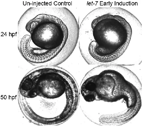 Figure 2-1. let-7 early induction phenotype.  