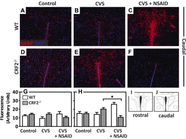 Figure 2.2 Anti-inflammatory treatment prevents chronic stress-induced increases  in GFAP in the PVN of stress-sensitive CRF2-/- mice