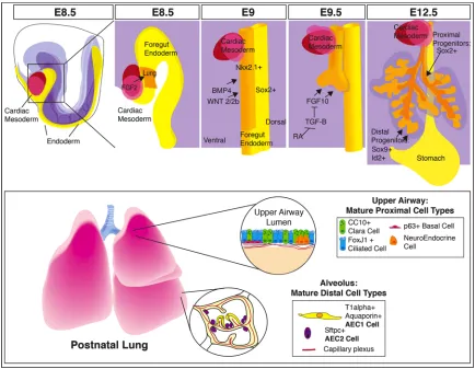 Figure 1.1 Signals Direct Lung Development into Specific Differentiated Cell 