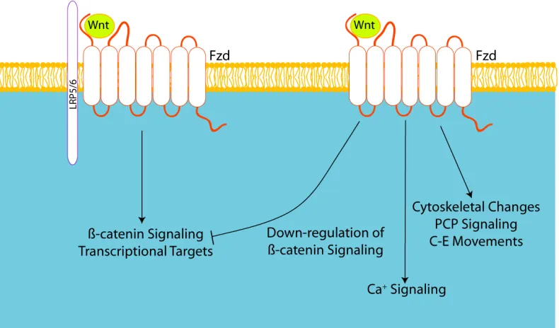 Figure 1.3 Wnt Signaling Pathways 