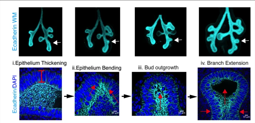 Figure 2.4  Changes in Lung Epithelium During New Branch Formation  