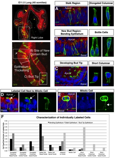 Figure 2.5  Analysis of epithelial cell types in the bending, stalk, and 