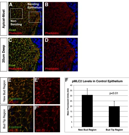 Figure 2.6 Actin-Myosin Localization at the Luminal/Apical Surface of the 