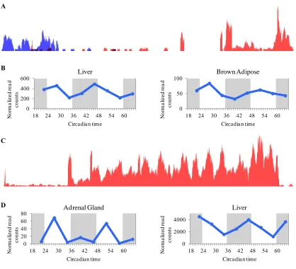 Fig. 3.7: Novel circadian ncRNAs. 