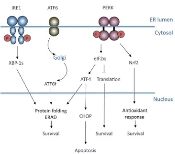 Figure 1.1 Signaling through the three branches of the Unfolded Protein Response. The ER stress kinase (PERK) span the ER membrane