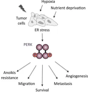 Figure 1.2 Oncogenic functions of PERK. Restricted nutrient and oxygen conditions in the tumor microenvironment triggers UPR signaling in cancer cells