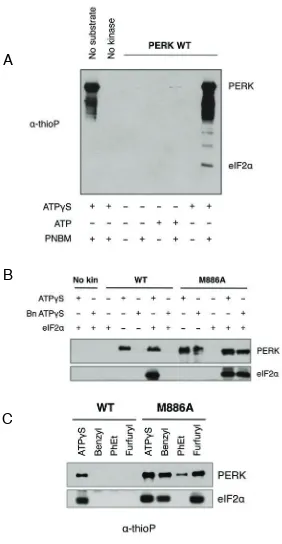 Figure 2.4 PERK M886A can utilize bulky ATPγbenzyl (Bn) ATP(kinase assays, as described in (B) with the inclusion of the indicated bulky ATPvitroester antibody (alkylated (PNBM) and assessed by western blot for thiophosphorylated protein using an anti-thio
