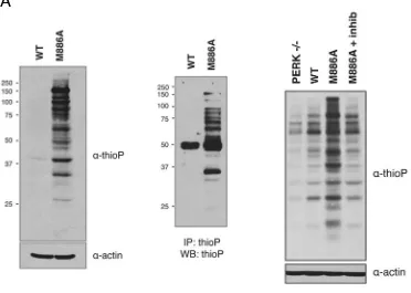 Figure 2.5 PERK M886A thiophosphorylates substrate in permeabilized cells. (expressing either PERK WT or M886A were permeabilized, then incubated with thapsigargin and Nfurfuryl ATPwestern blot for total thiophosphorylated substrate (left)