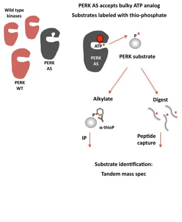 Figure 3.2  Chemical-genetic substrate labeling and identification strategies. Analog-sensitive PERK alkylated, thio-phosphorylated protein