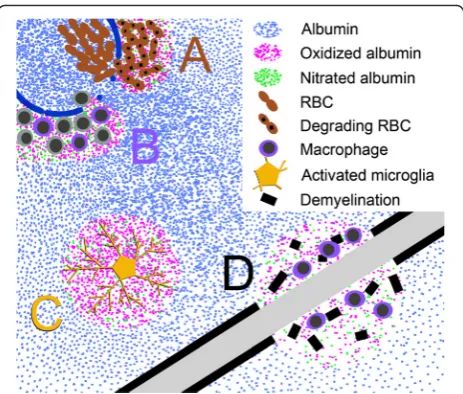 Fig. 1 Protective mechanisms by albumin in the CNS during activesite of iron concentration, and during demyelination (mentsactions together with inflammatory cells, e.g., macrophages