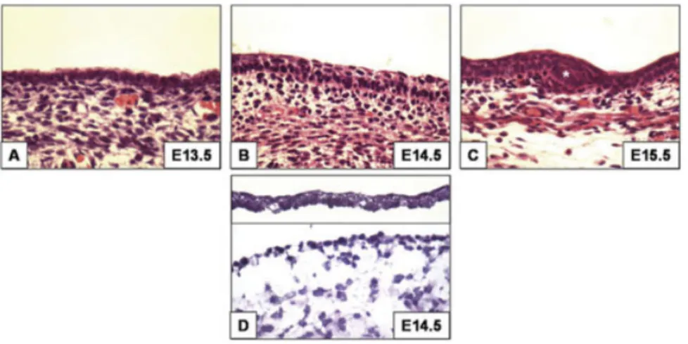 Fig. 1. Histological samples of epidermal morphogenesis. A: From E12.5–E14, the epidermis is mainly composed of a single epithelial layer and an overlying periderm (e.g., E13.5 in A)
