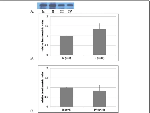 Figure 1 Results of OxyBlot protein detection (A) and relative densitometric values of oxyprotein expression in the optic nerve head(B, C)