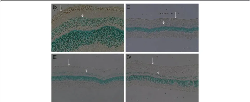 Figure 2 Retina histological findings (H&E staining, x 200).eight weeks (IV), and balanced salt solution was delivered for eight weeks (Ib) to the perineural region of the anterior optic nerve