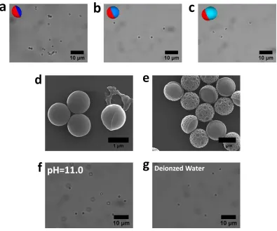 Figure 3.6 Microscope images of (Sty/AA) Janus particles made with 50 vol% of both styrene and tBA in the monomer mixture (Sty50/AA50) in (a) pH =2.2, (b) DI, and (c) pH=11.0 water