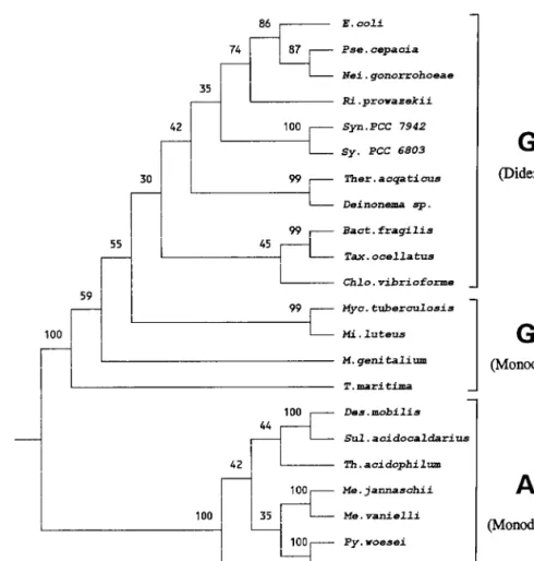 FIG. 4. A rooted neighbor-joining tree of prokaryotic organisms based on EF-1a/Tu sequences