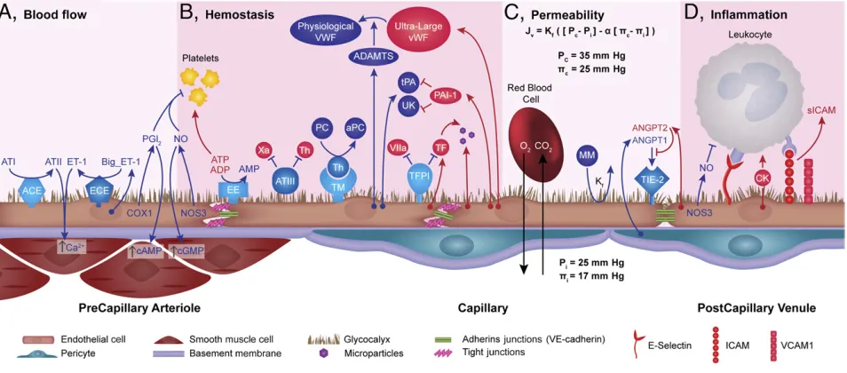 FIGURE 1EC segmental differences and the homeostatic regulation of blood flow, hemostasis, permeability, and inflammation