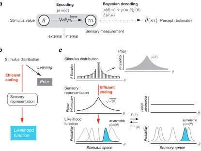 Figure 3.1: Bayesian observer model constrained by Eﬃcient coding.perception as an encoding-decoding process
