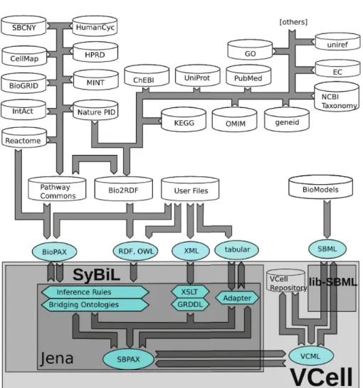 Fig. 3. Schematic description of SyBiL-VCell architecture. Arrows show the ﬂow of knowledge from the knowledge bases (cylinders) to components of SyBiL and VCell and the formats used (ovals)
